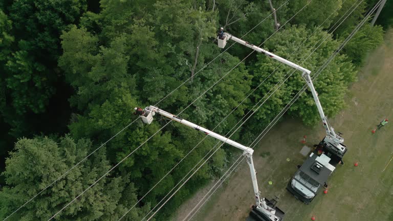 Tree and Shrub Care in Goldens Bridge, NY