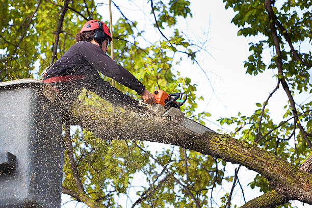 How Our Tree Care Process Works  in  Goldens Bridge, NY